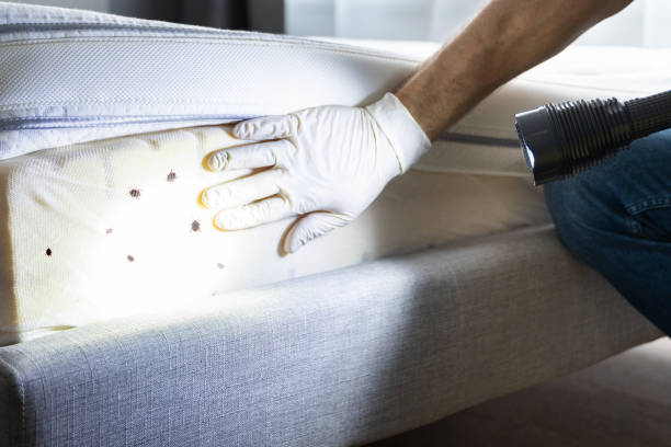 Best Ant Control Services  in White Pigeon, MI