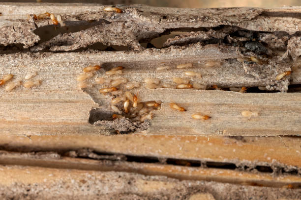 Best Exterminator Services  in White Pigeon, MI